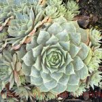 Sempervivum tectorum 'Lilac Time'