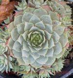 Sempervivum tectorum 'Lilac Time' - Image 2