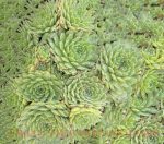 Sempervivum tectorum 'Pekinese'