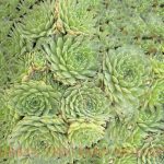 Sempervivum tectorum 'Pekinese'