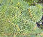 Sempervivum tectorum 'Pekinese' - Image 2