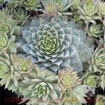 Sempervivum tectorum 'Red Beauty'