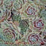 Sempervivum tectorum 'Red Delta'
