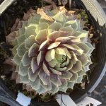 Sempervivum tectorum 'Red Heart'