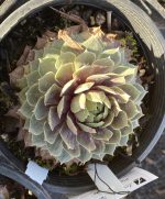 Sempervivum tectorum 'Red Heart'
