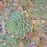 Sempervivum tectorum 'Red Rubin'