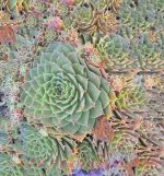 Sempervivum tectorum 'Red Rubin'