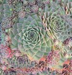 Sempervivum tectorum 'Red Rubin' - Image 2