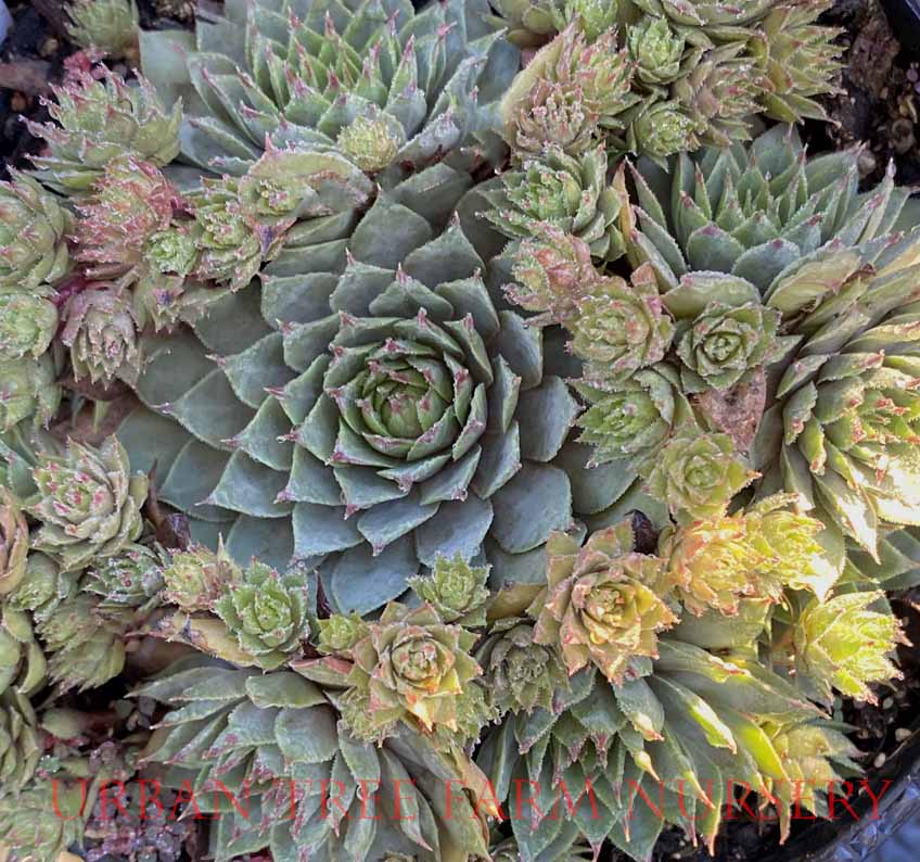 Sempervivum-tectorum-Rita-Jane-a Sempervivum tectorum 'Rita Jane' - Image 1