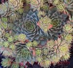Sempervivum tectorum 'Rita Jane' - Image 2