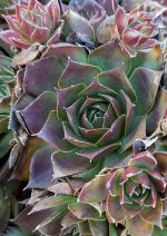 Sempervivum tectorum 'Rita Jane' - Image 3
