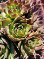 Sempervivum tectorum 'Rita Jane' - Image 4