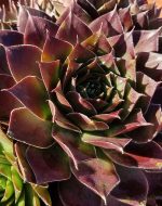 Sempervivum tectorum 'Rita Jane' - Image 5