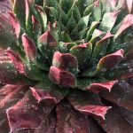 Sempervivum tectorum 'Royal Ruby'
