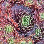 Sempervivum tectorum 'Rubikon'