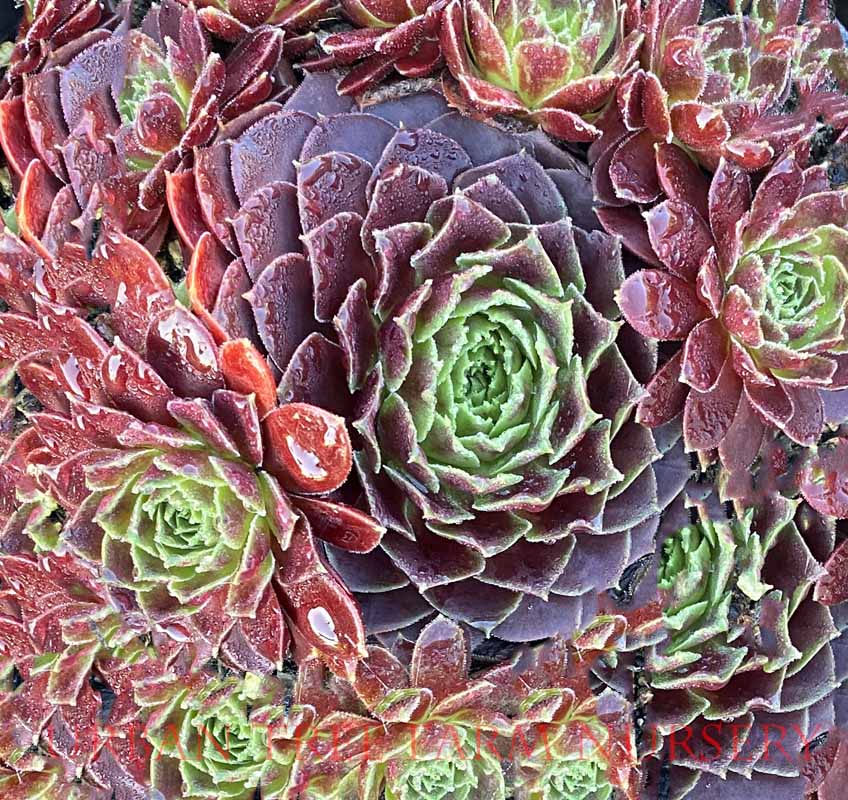 Sempervivum-tectorum-Rubikon-a Sempervivum tectorum 'Rubikon' - Image 1