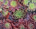 Sempervivum tectorum 'Rubikon' - Image 2