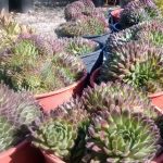 Sempervivum tectorum 'Serena'