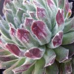 Sempervivum tectorum 'Shirley's Joy'