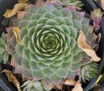 Sempervivum tectorum 'Silver King'