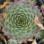 Sempervivum tectorum 'Silver King'