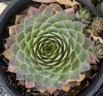 Sempervivum tectorum 'Silver King' - Image 2