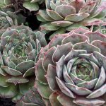 Sempervivum tectorum 'Thunder'