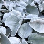 Senecio 'Angel Wings'