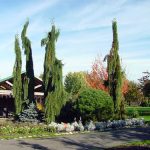Sequoiadendron giganteum 'Pendulum'