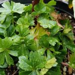 Sidalcea candida 'Bianca'