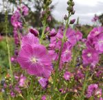 Sidalcea malvaeflora 'Purpureta'