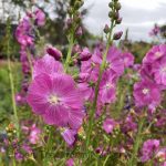 Sidalcea malvaeflora 'Purpureta'