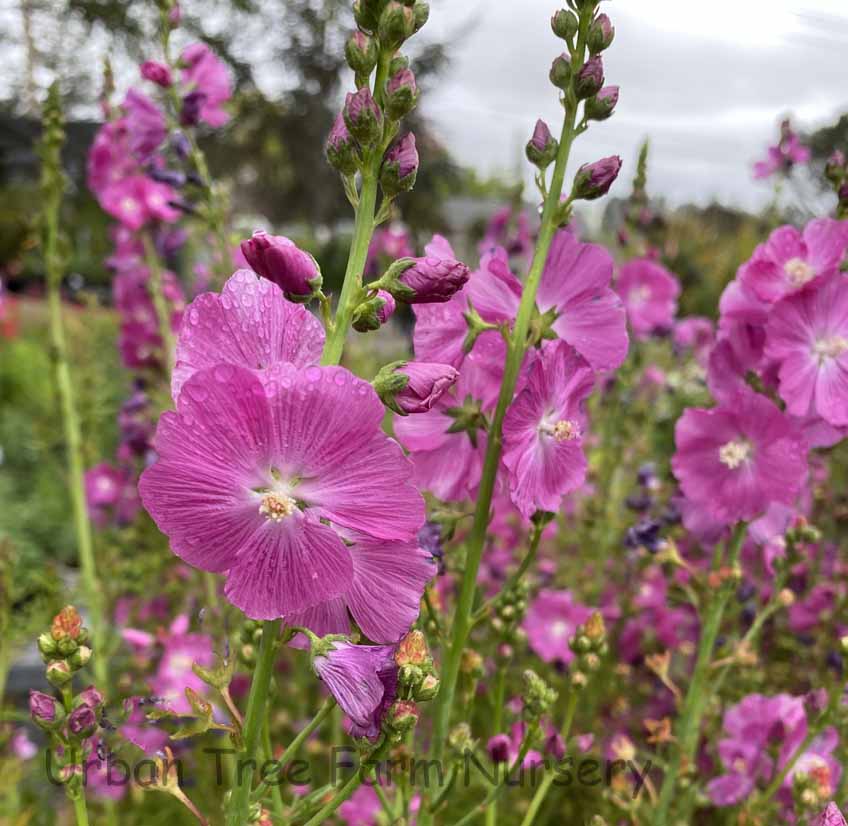 Sidalcea-malvaeflora-Purpureta-a Sidalcea malvaeflora 'Purpureta' - Image 1
