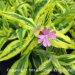 Silene dioica 'Clifford Moor'