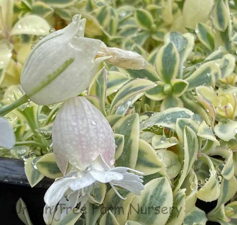 Silene uniflora 'Druett's Variegated' | Urban Tree Farm Nursery