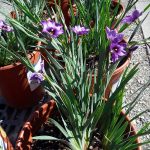 Sisyrinchium bellum 'Arroyo de la Cruz'