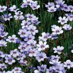 Sisyrinchium x 'Devon Skies'