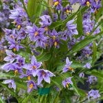 Solanum crispum 'Glasnevin' BUSH