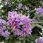 Solanum crispum 'Glasnevin' STAKED