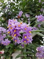 Solanum crispum 'Glasnevin' STAKED