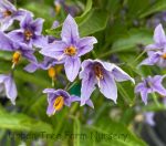 Solanum crispum 'Glasnevin' STAKED - Image 3