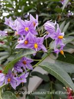 Solanum crispum 'Glasnevin' STAKED - Image 4
