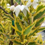 Solanum jasminoides 'Variegata'