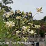 Sophora japonica 'Regent'