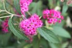 Spiraea japonica 'Anthony Waterer'