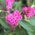 Spiraea japonica 'Anthony Waterer'