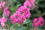 Spiraea japonica 'Anthony Waterer' - Image 2