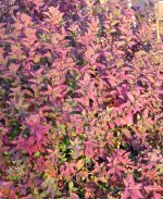 Spiraea japonica 'Anthony Waterer' - Image 3
