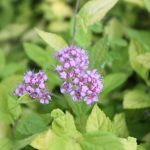 Spiraea japonica 'Goldmound'