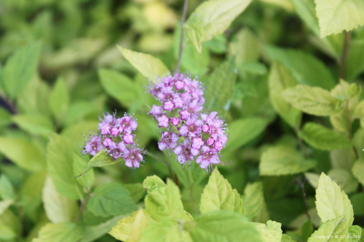 Spiraea-japonica-Goldmound-a Spiraea japonica 'Goldmound' - Image 1